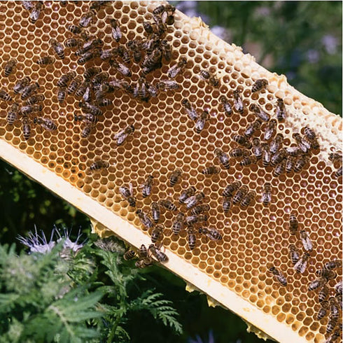 Honey Infused Hair Mask - GLAM MODA