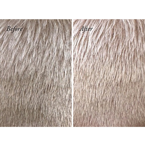 Bright Blonde Radiance & Repair Treatment 175ml - GLAM MODA