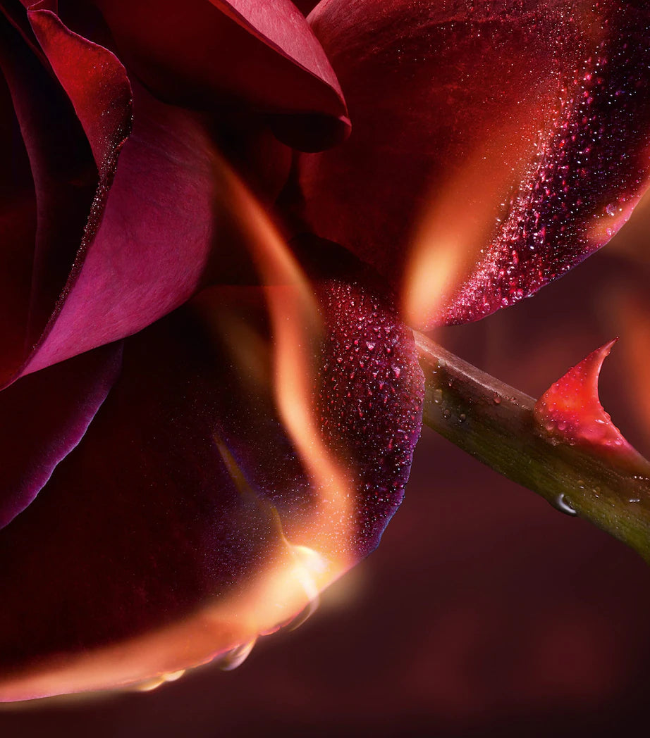 Absolue I Flamed A Rose Eau de Parfum - GLAM MODA