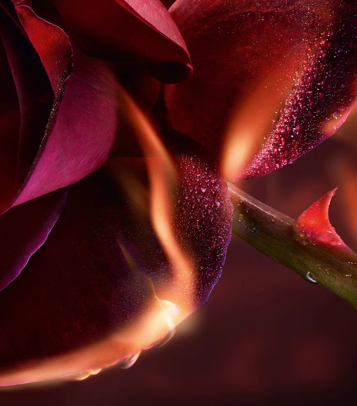 Absolue I Flamed A Rose Eau de Parfum - GLAM MODA