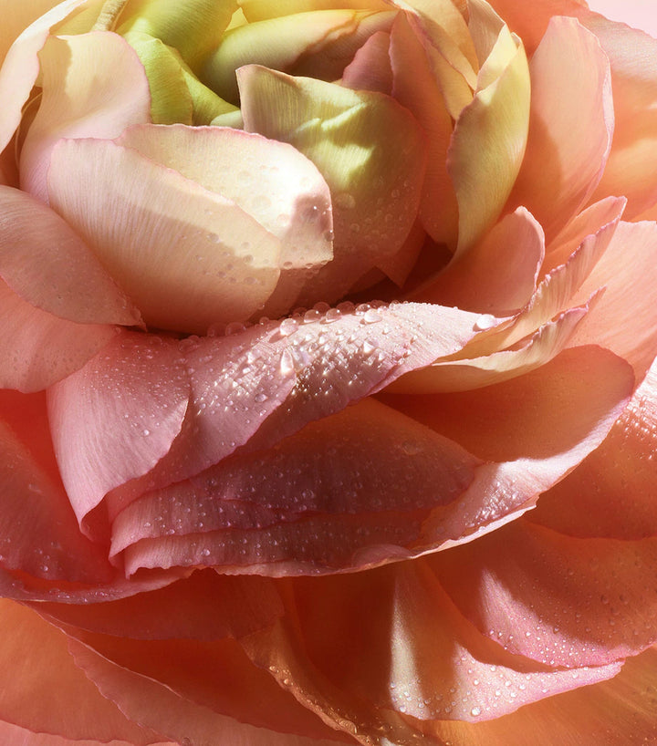 Absolue 1001 Roses Eau de Parfum - GLAM MODA