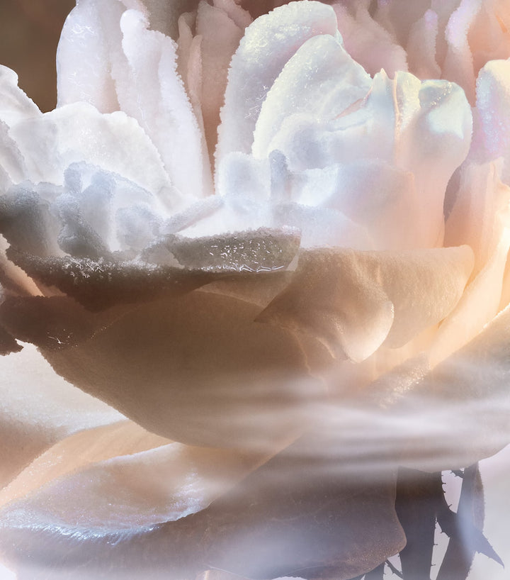 Absolue Not Your Rose Eau de Parfum - GLAM MODA