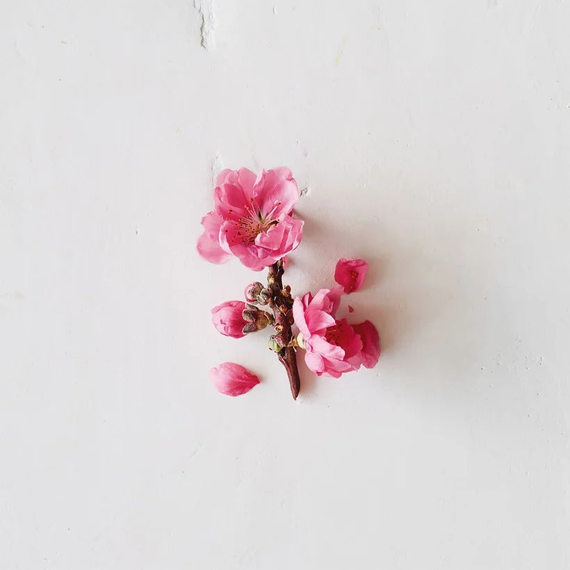 Aveda Cherry Almond Shampoo - GLAM MODA