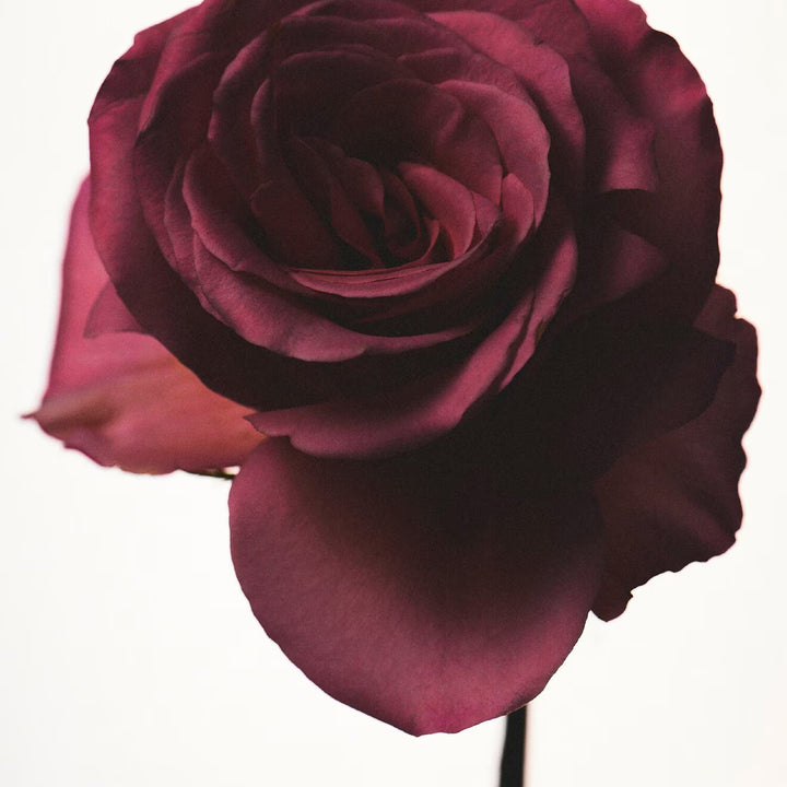 Fenty Eau De Parfum - GLAM MODA