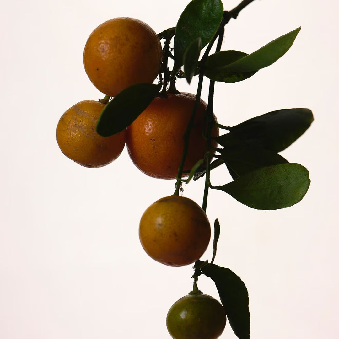 Fenty Eau De Parfum - GLAM MODA