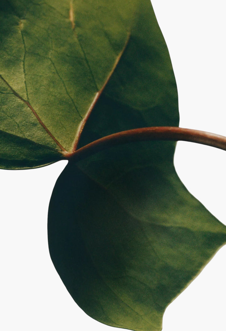 Ivy Body Lotion 360ml - GLAM MODA