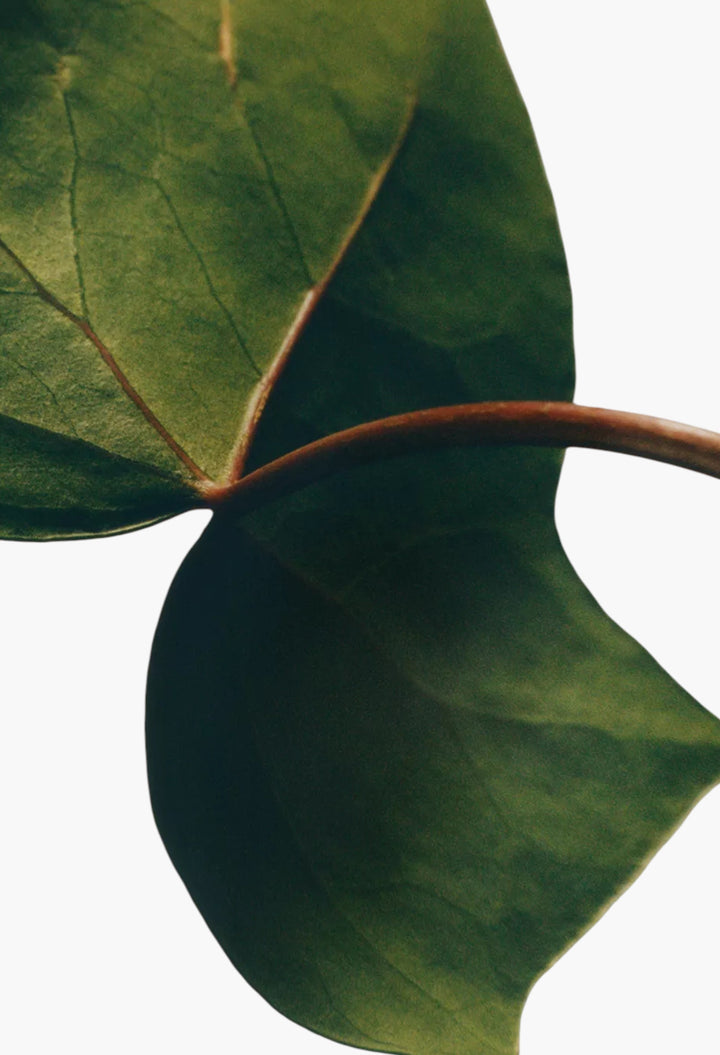 Ivy Liquid Soap 360ml - GLAM MODA