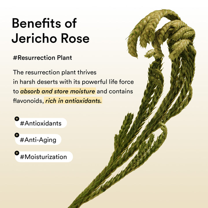 Collagen Eye Patch Jericho Rose Jelly - GLAM MODA