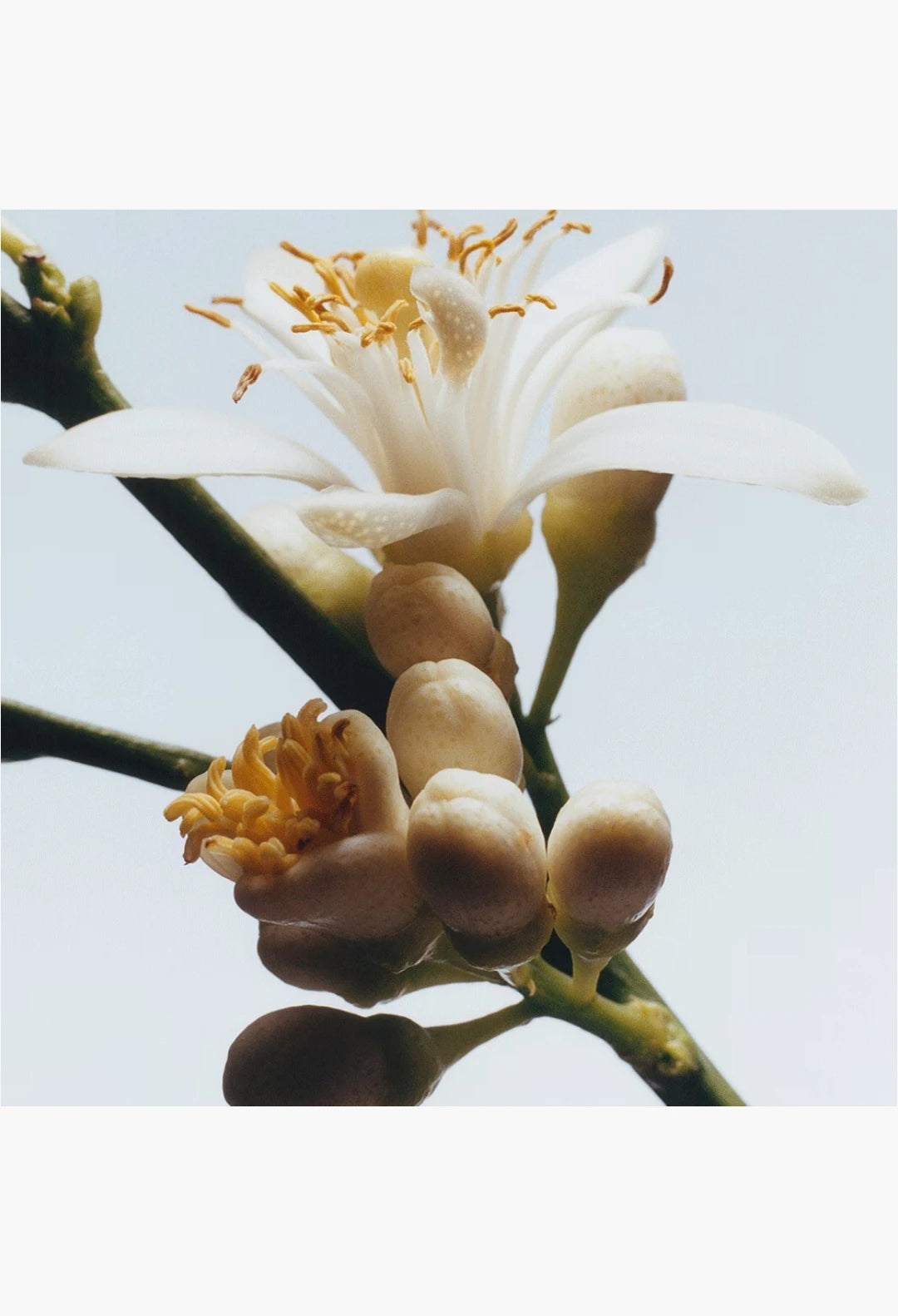 Orange Blossom Cologne