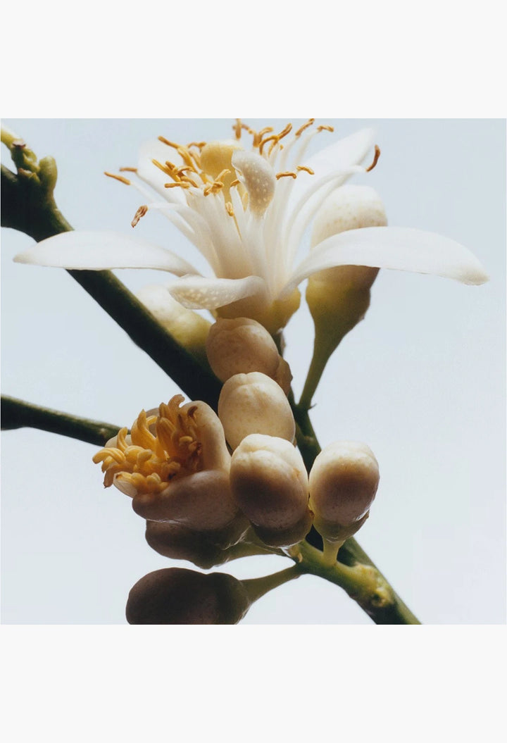 Orange Blossom Cologne