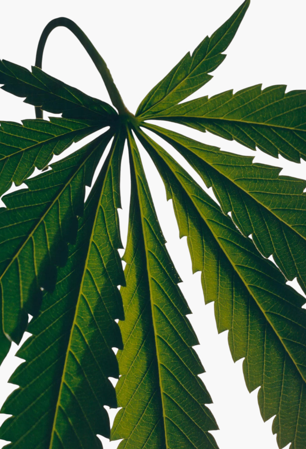 Marihuana Body Lotion 360ml - GLAM MODA