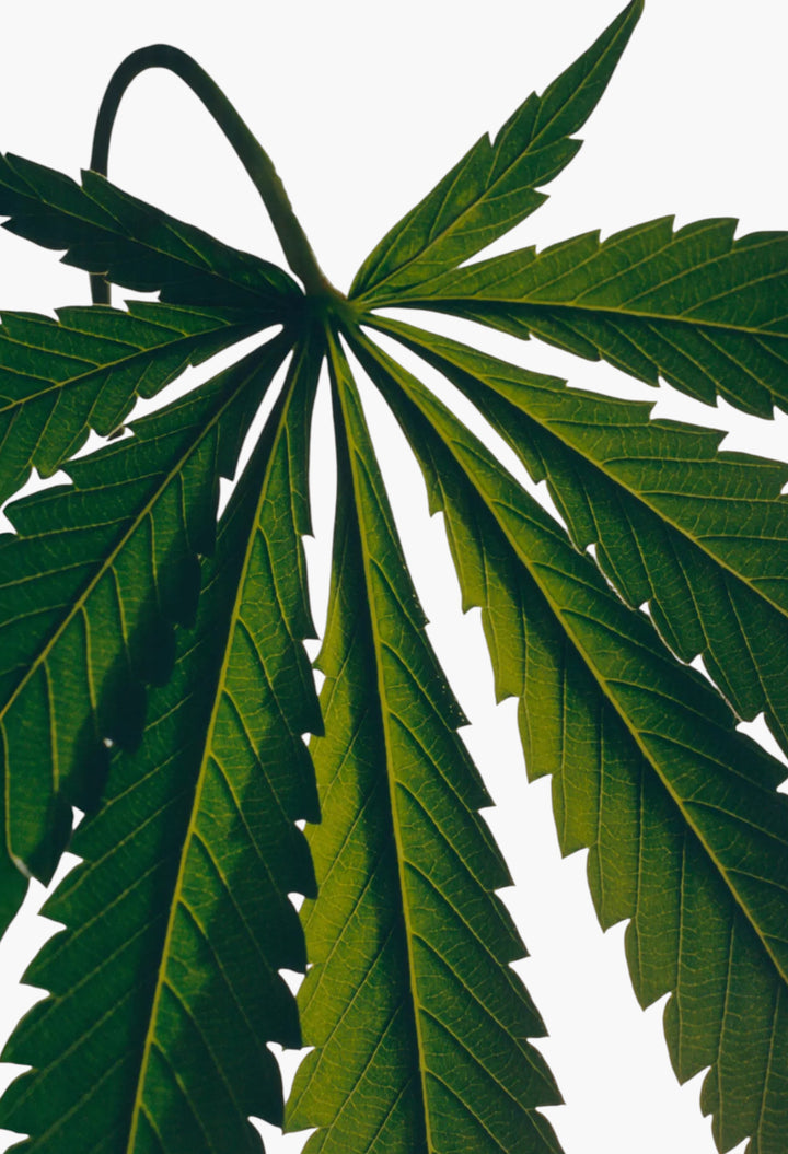 Marihuana Body Lotion 360ml - GLAM MODA