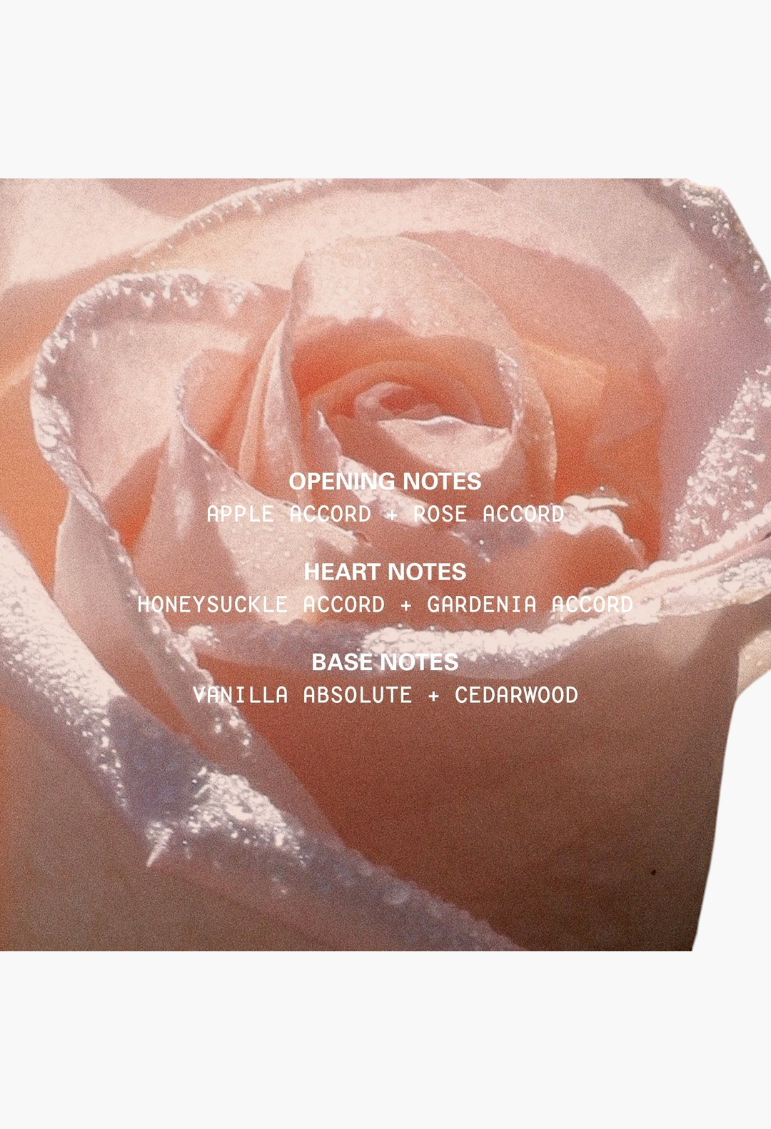 kylie-fragrance Blush Wood Eau De Parfum