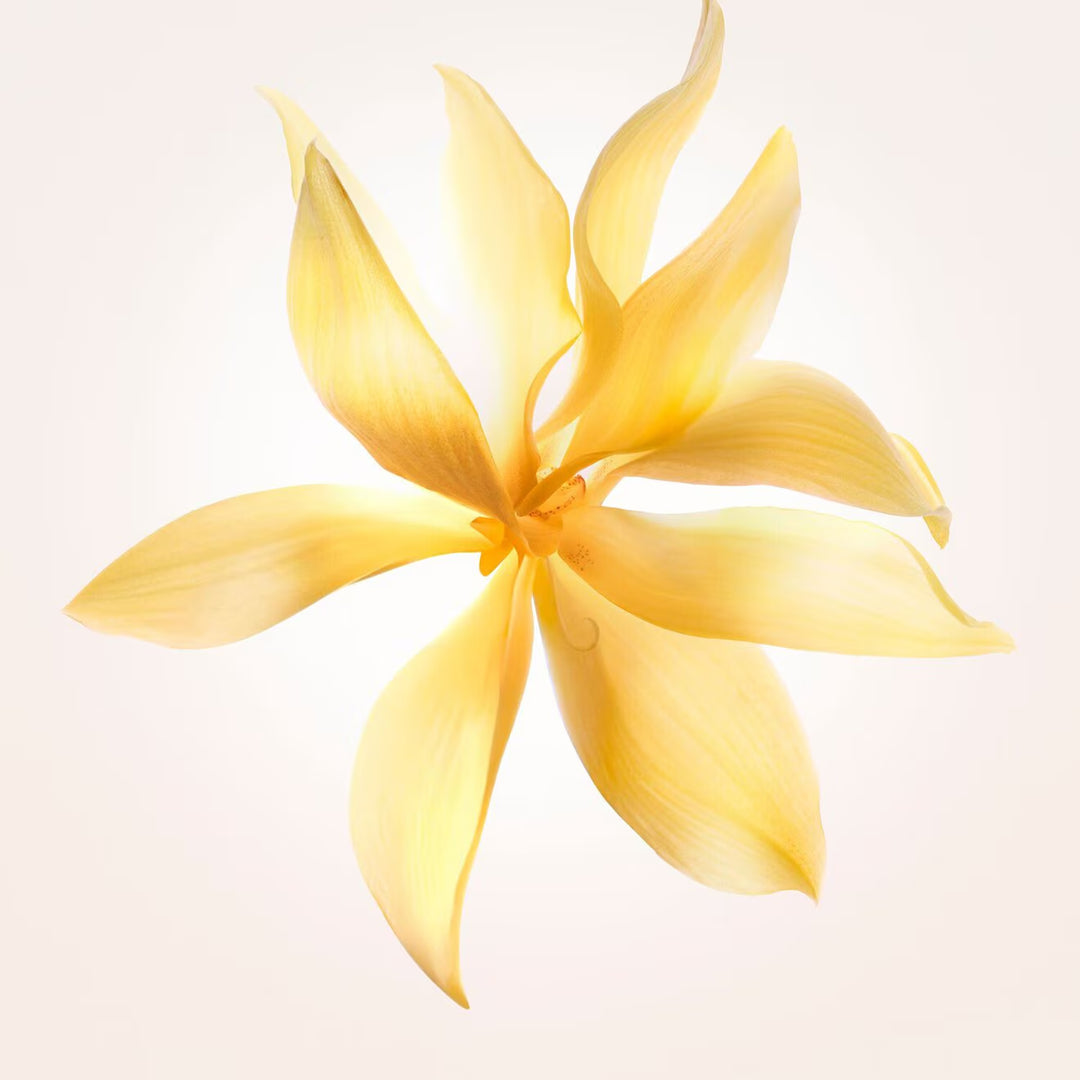 Narciso Eau De Parfum Ambrée - GLAM MODA