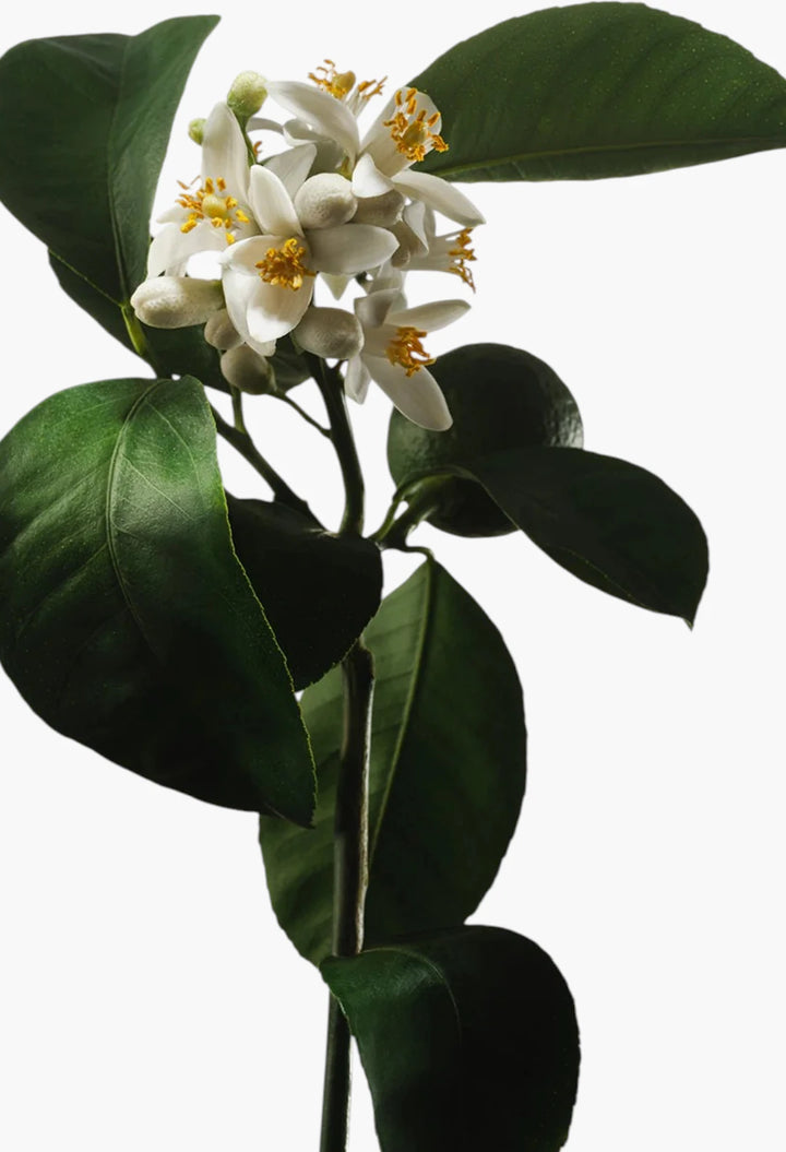 Nutrient-Rich Body Cream with Niacinamide