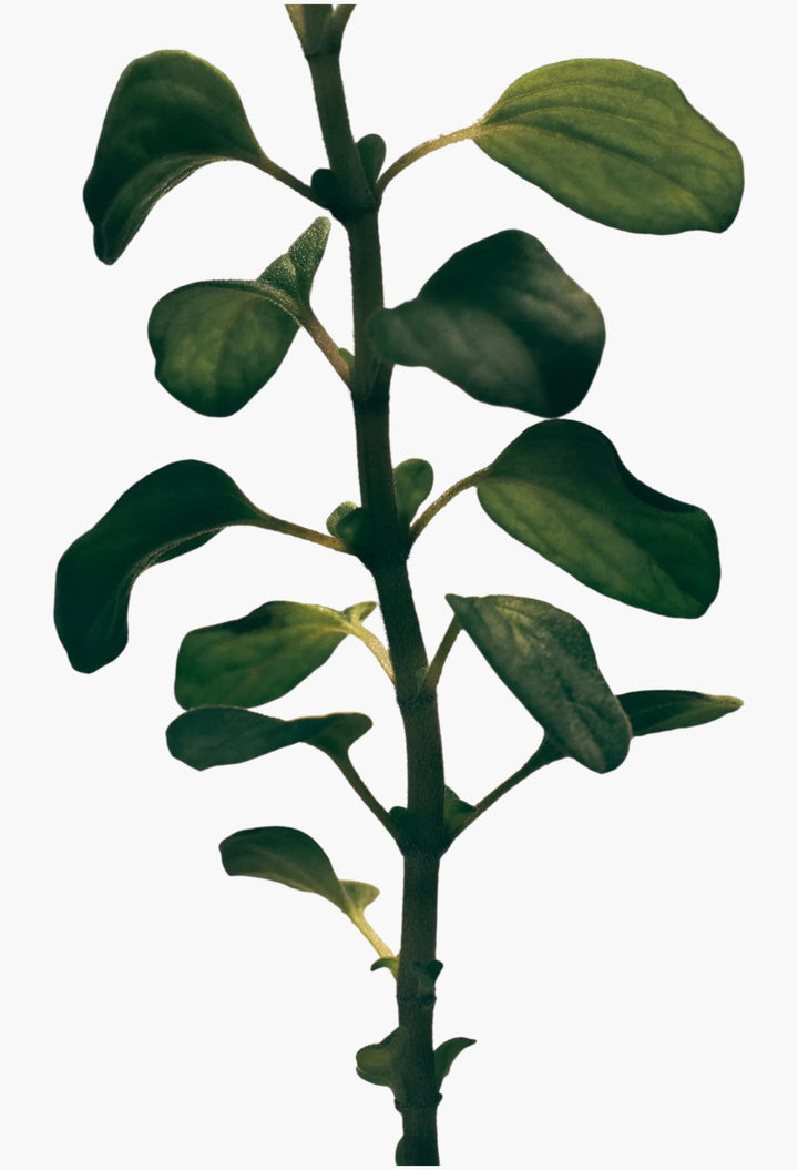 Oregano Body Lotion 360ml - GLAM MODA