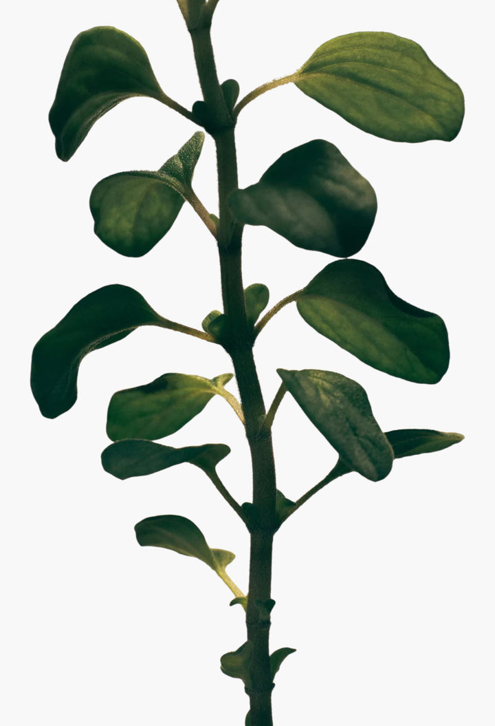 Oregano Liquid Soap 360ml - GLAM MODA