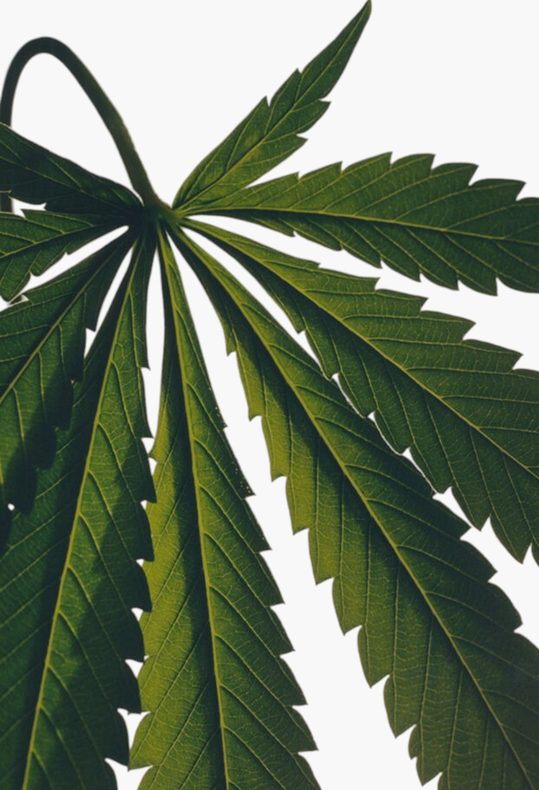 Scent Of Marihuana Liquid Soap 360ml - GLAM MODA