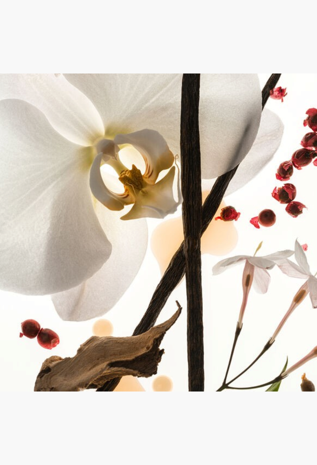 GLAM MODA Vanilla Skin perfume ingredients featuring white orchid, vanilla beans, pink peppercorns, and sandalwood.