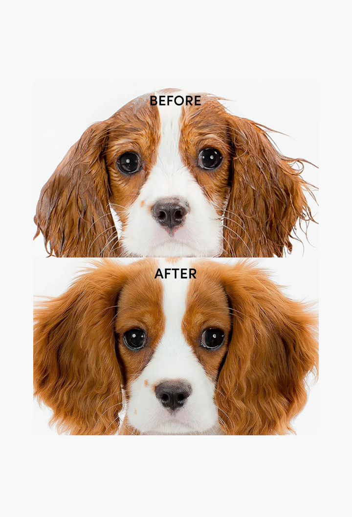 GLAM MODA Fur Bébé pet shampoo before and after comparison showing a Cavalier King Charles Spaniel with clean fur