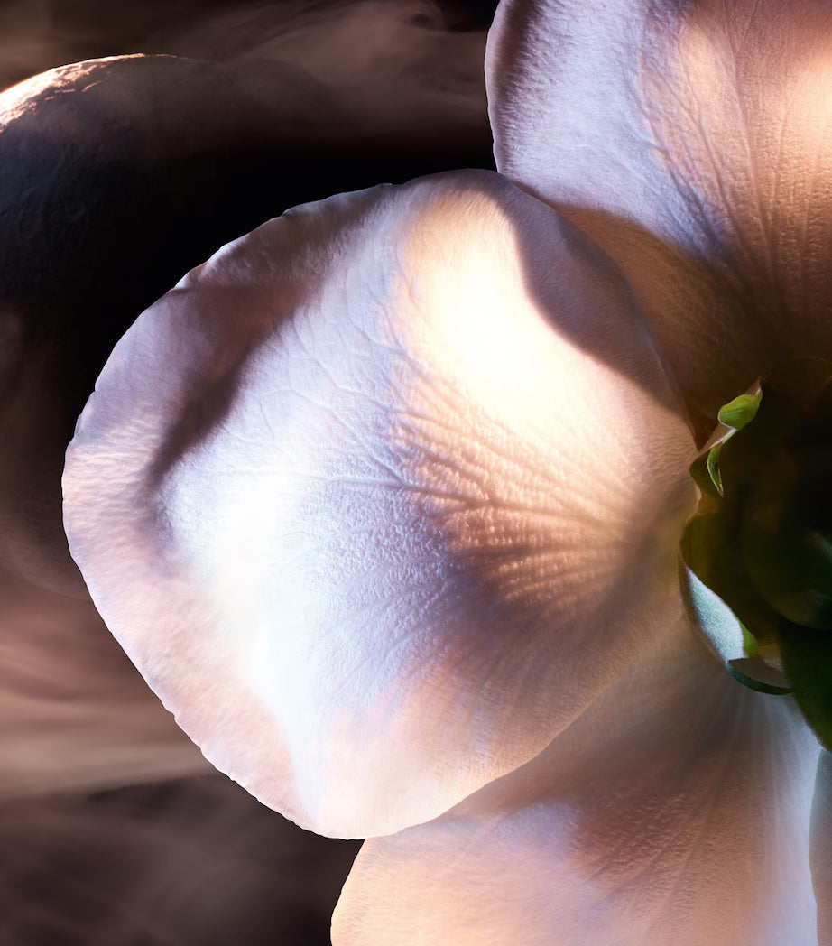 Absolue Rose On The Moon Eau de Parfum - GLAM MODA