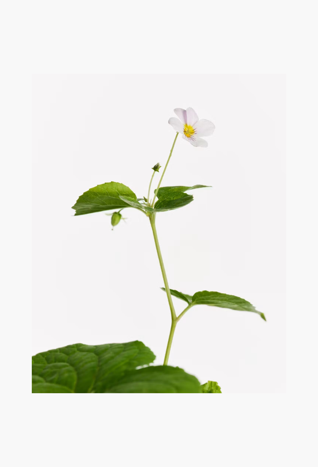 GLAM MODA Glossier You Doux perfume inspired sweet violet flower botanical illustration on a white background