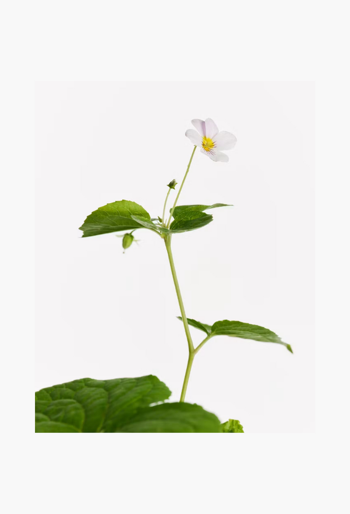 GLAM MODA Glossier You Doux perfume inspired sweet violet flower botanical illustration on a white background