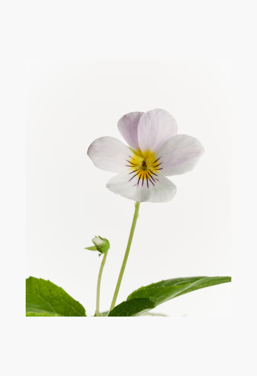 GLAM MODA Glossier You Doux perfume features a delicate sweet violet flower representing its key fragrance note.