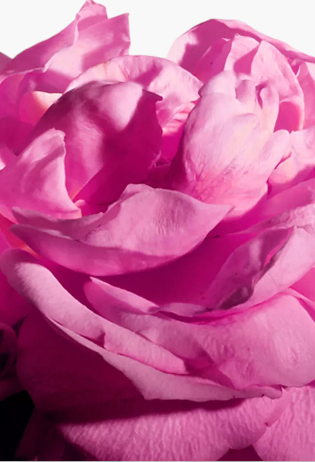 Radical Rose Extrait