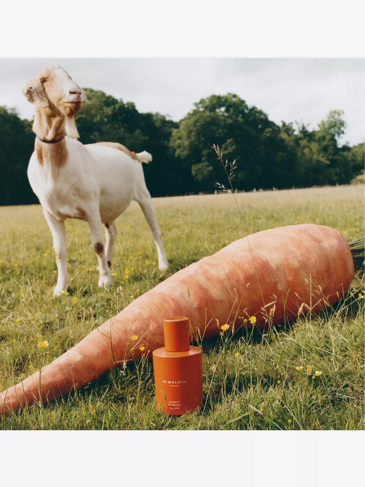 Carrot Blossom Cologne