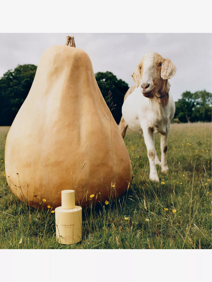 Velvety Butternut Cologne