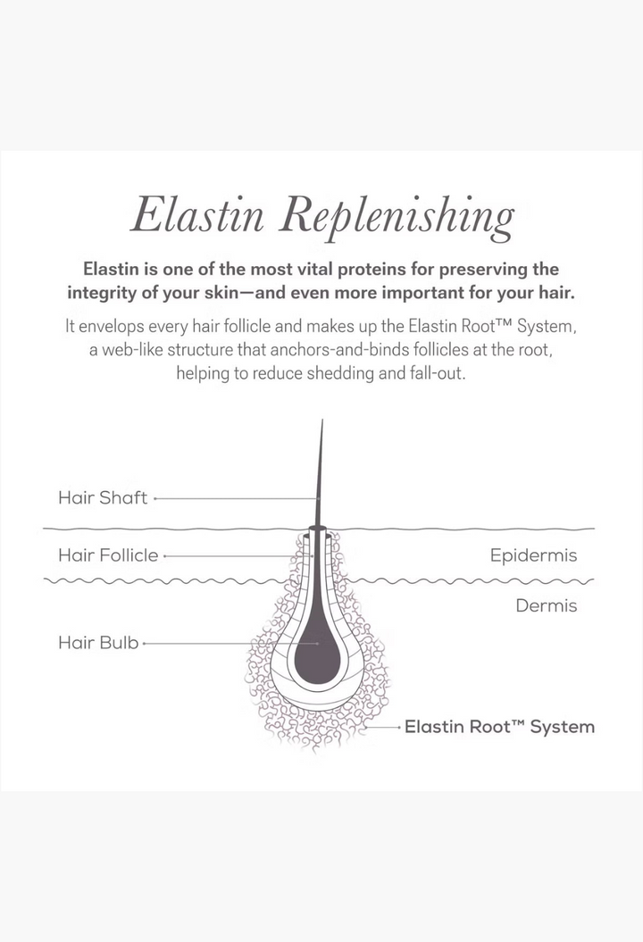 GLAM MODA diagram showing the Elastin Root System anchoring a hair follicle in the skin layers to reduce shedding.