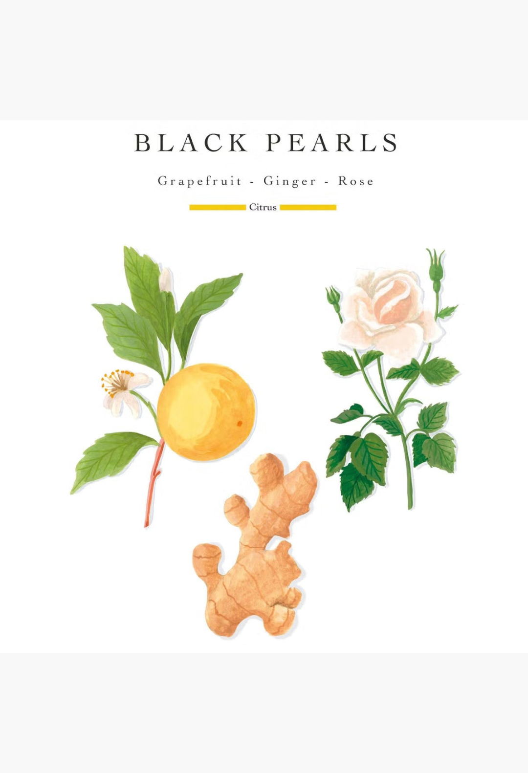 GLAM MODA Baobab Collection Black Pearls candle botanical illustration featuring ginger, grapefruit, and white rose
