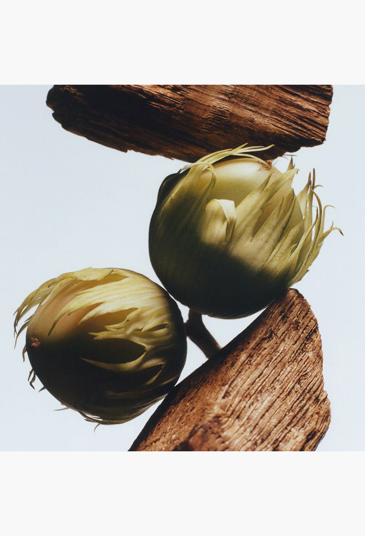 GLAM MODA English Oak & Hazelnut cologne ingredients featuring fresh green hazelnuts nestled between rustic oak wood