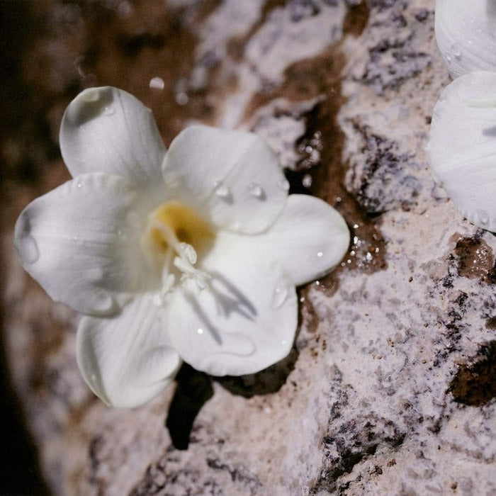 Nomade Eau de Parfum with Freesia Flower, Cherry Plum & Oak Moss - GLAM MODA